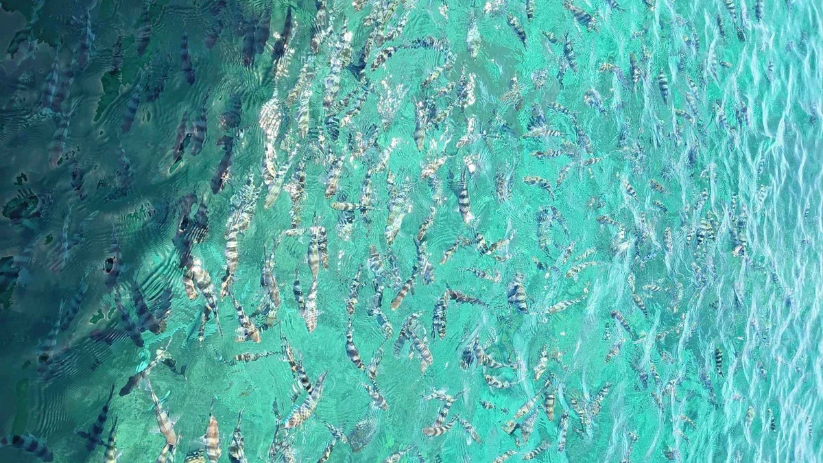 Hundreds of sergeant major fish swarming in shallow water during a snorkel stop on a Mamanuca Islands tour near Beachcomber Island